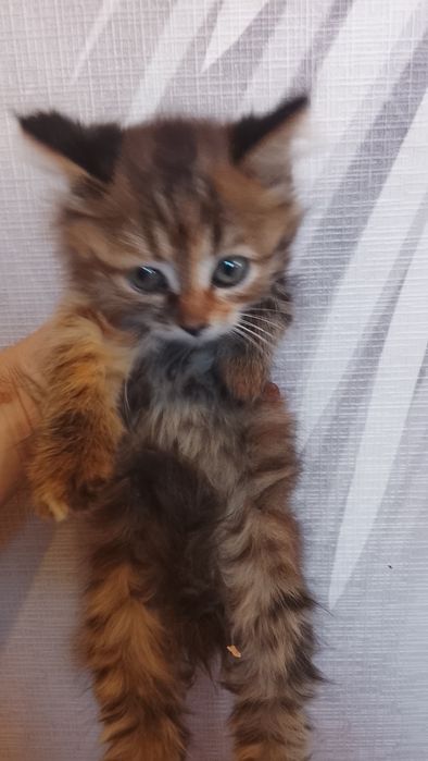 Отдам котят бесплатно