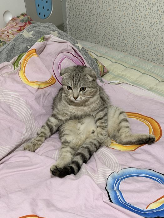 котенок британский