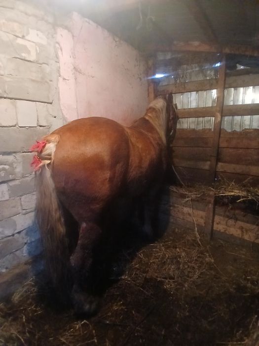 Mânz de 3ani de vânzare