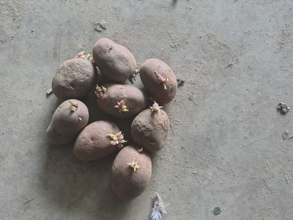 Cartofi sămânța esme