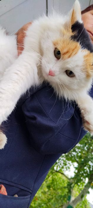 Кот кошка котенок