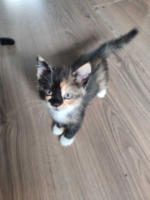 Отдам милых котят