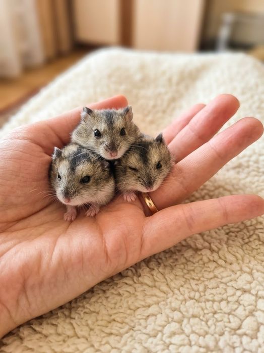 Продам джунгарский хомяк