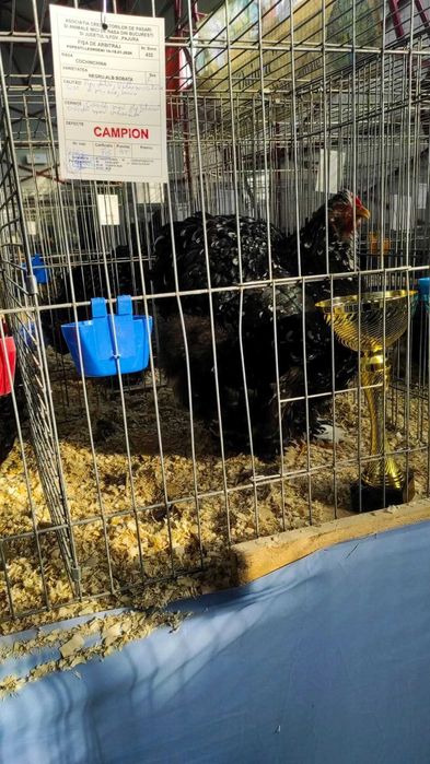 Disponibile oua cochinchina uriaș bobat