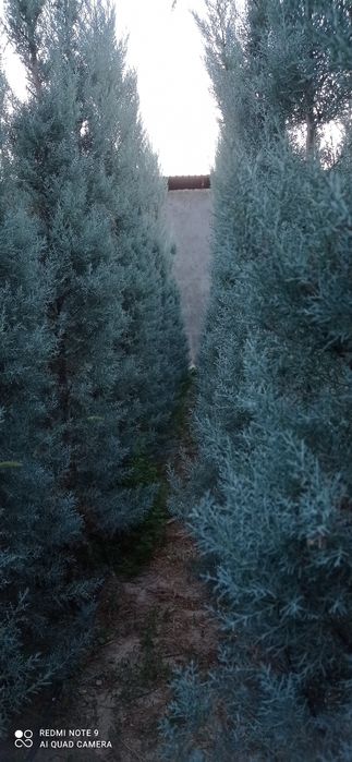 Arizonka kiparis sotiladi