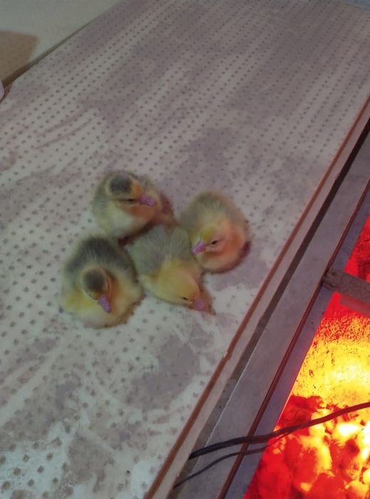 Продам гусят породы Линда