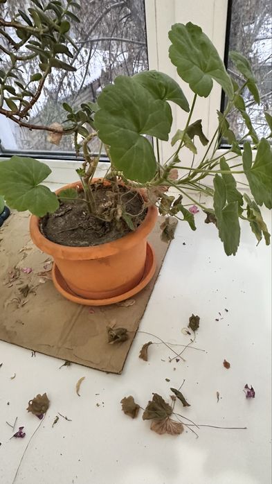 Цветы, комнатные растения