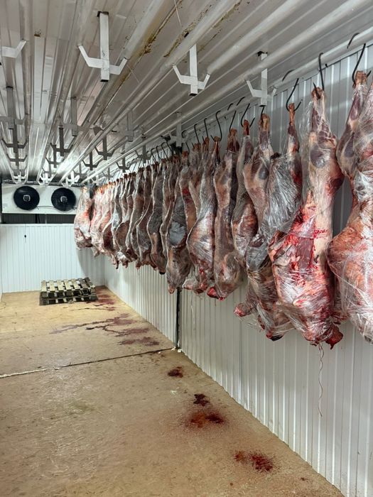 Сайгачье мясо ( туша)