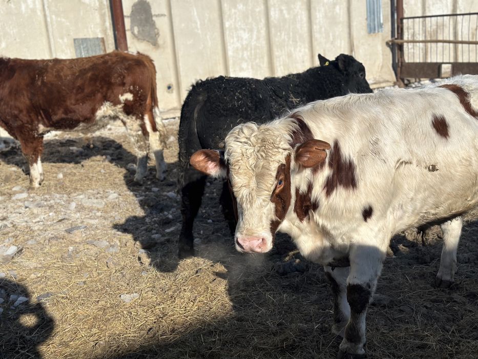 Продам быков на племя