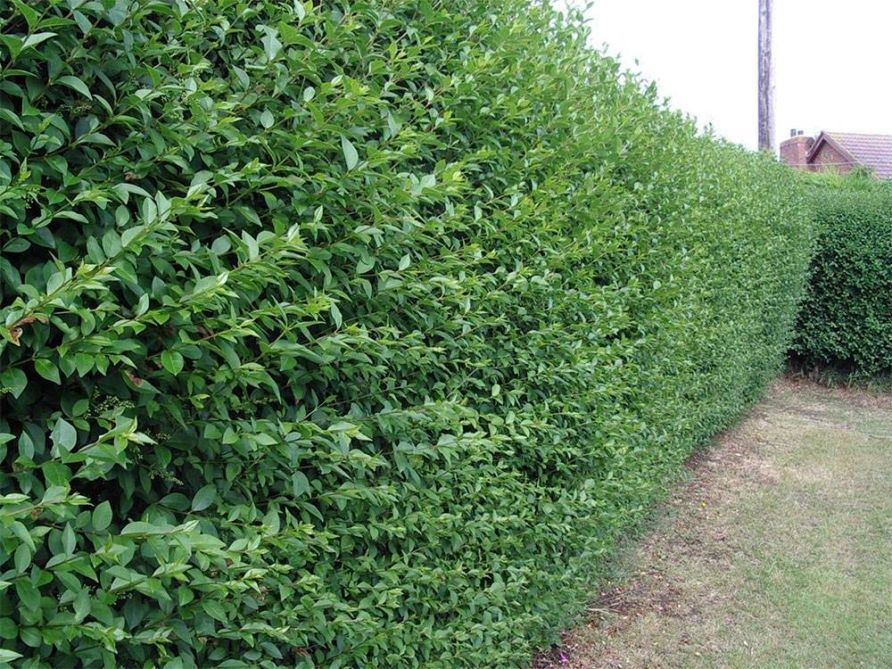 Gard viu, lemn cainesc, ligustrum, ulm de turkestan, buxus, carpen.