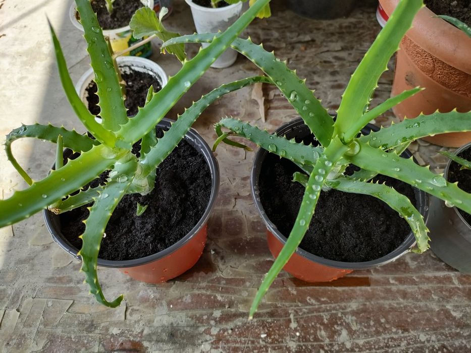 Алоэ. На лечение.  Доставка