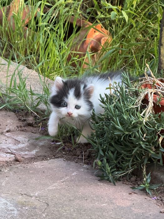 Малки сладки котета