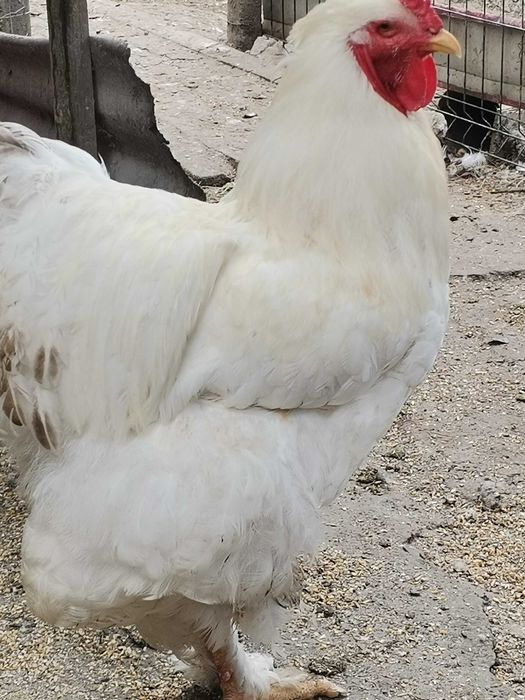 Schimb brahman hd