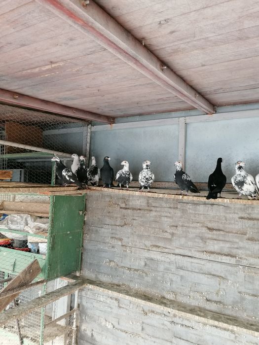 Vând voiajor stil vechi( duduros)