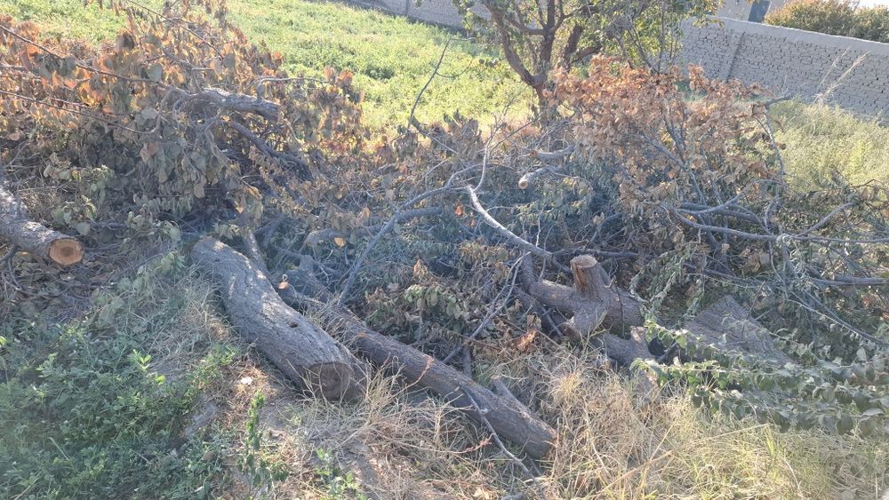 Залдори утинлари сотилади