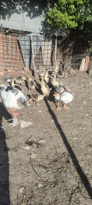 Vând 9 boboci românești au 2 săptămâni separat sau cu gâscă și gascanu  60 bucata  150 părinți
