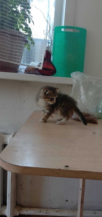 Котята вислоухие