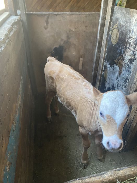 Продам теленка алатау