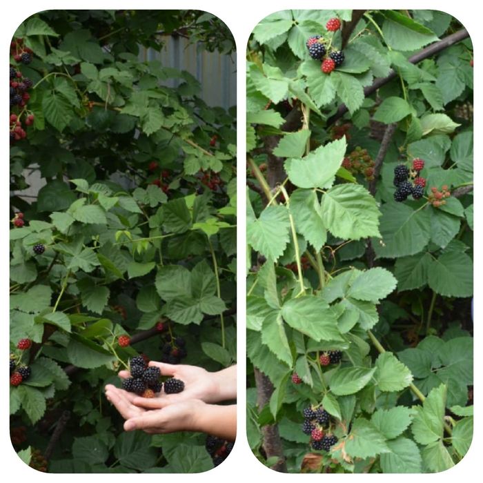 Продам саженцы ежемалины