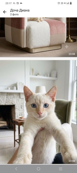 Отдам котенка в добрые руки