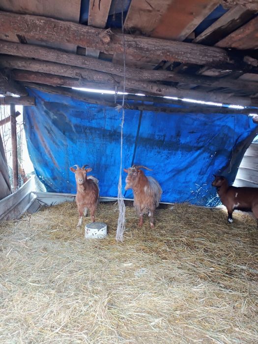 Vând  tap  1 an jumate