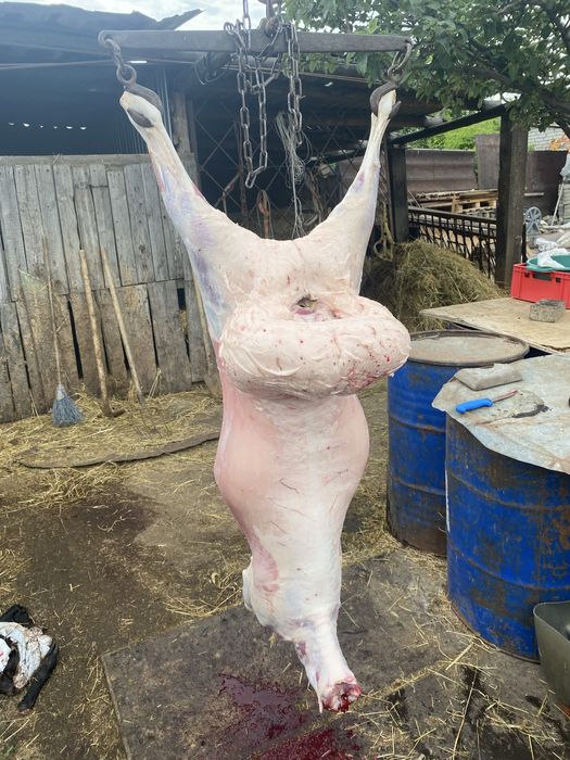 Баранина тушами.