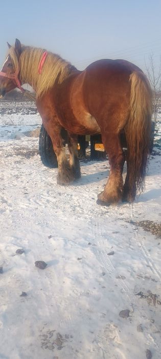 De vânzare armăsar