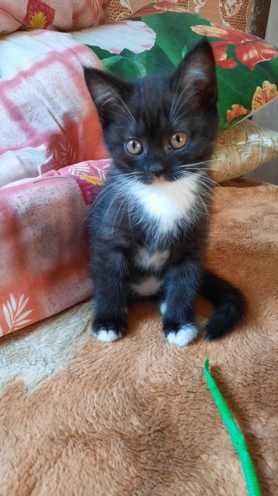 Котят Шатланских. СРОЧНО. Хорошая скидка в хорошие руки.