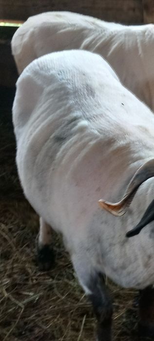 O oaie disponibilă