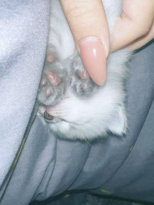 Невская Маскарадная кошка