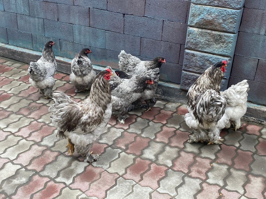 Инкубационные яйцо Брама Черная голубая.