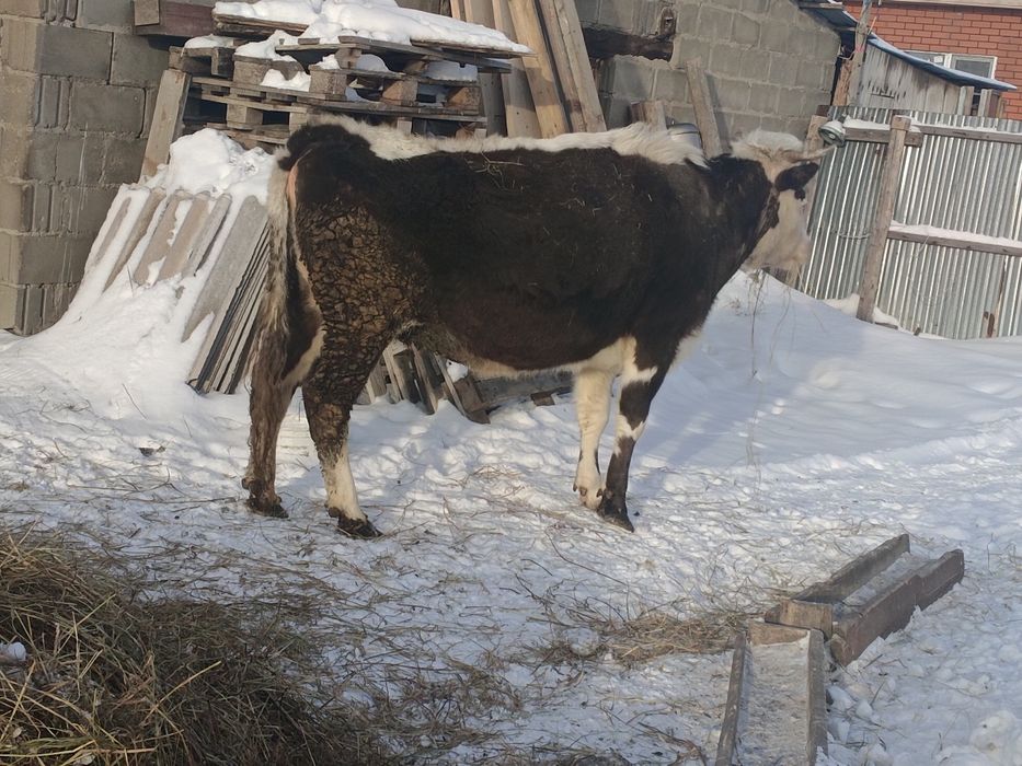 Продам корову и бычка на мясо