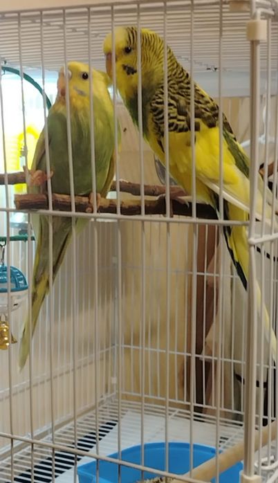 Попугаи. Волнистые