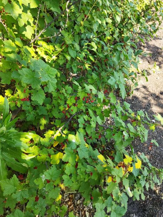 Продам дачу (район Кривоозёрки)