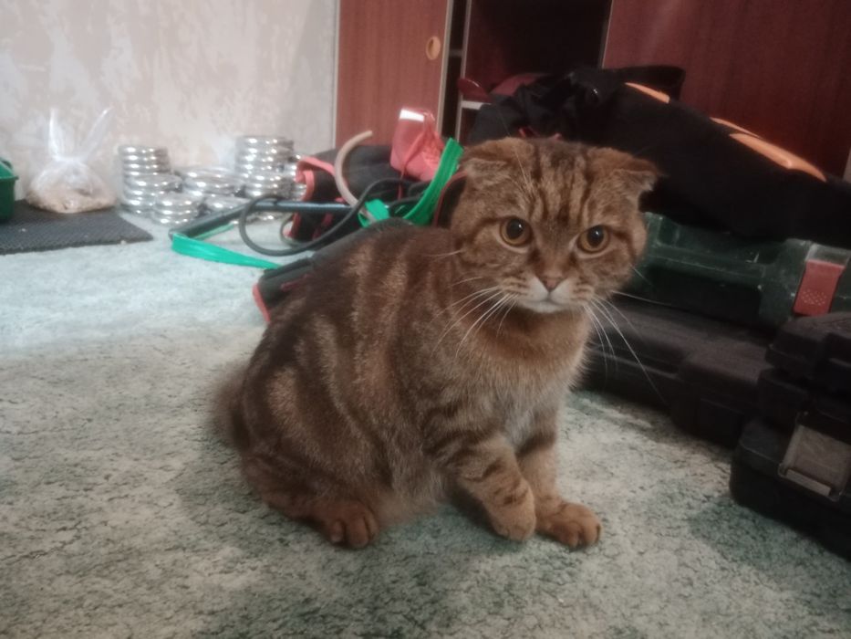 Кот Шотландский 5 лет
