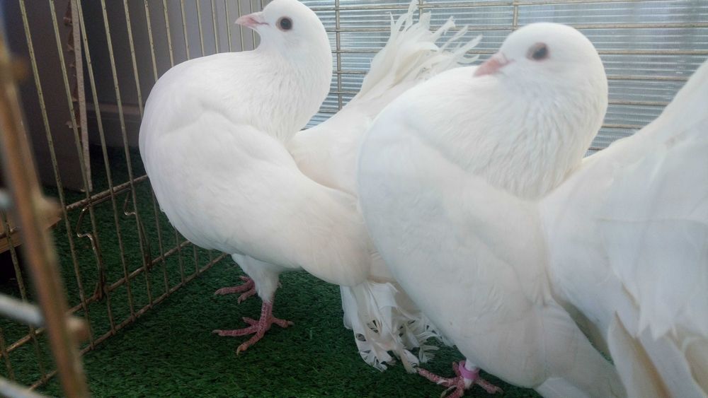 Porumbei de frumusete..curcani.rotari.satineti. .satineti.