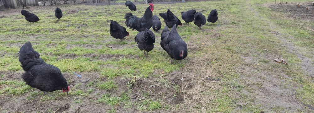 Oua proaspete/incubat-gaini australop