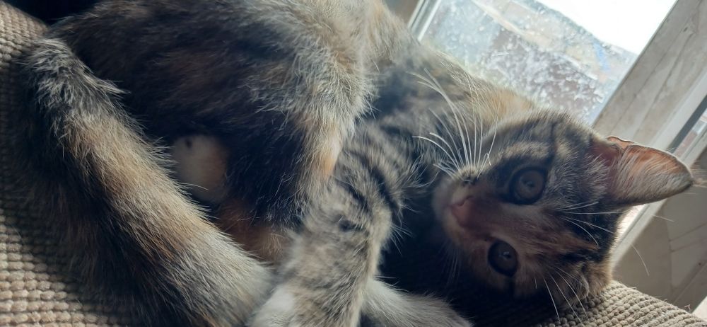 Отдам котенка 2.5мечяц