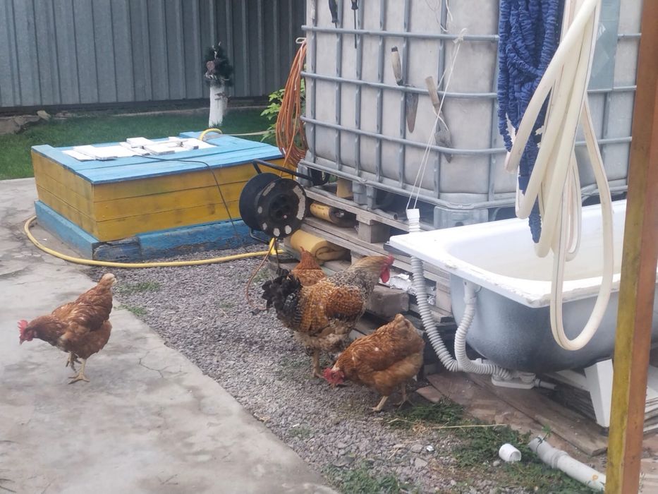 Продам домашних кур