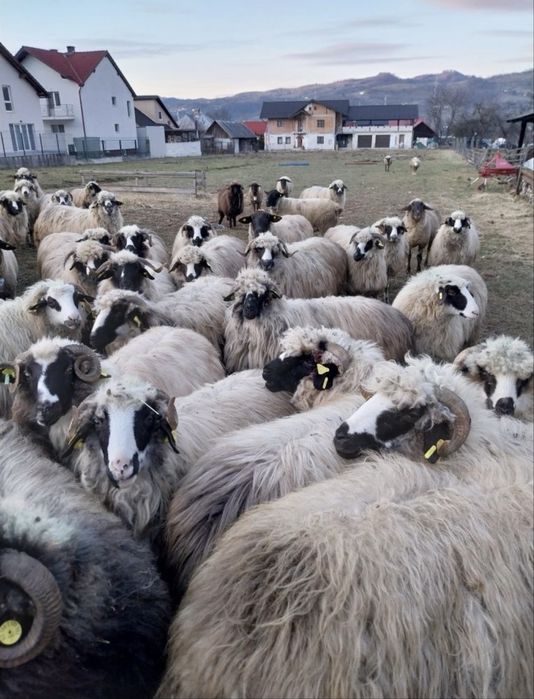 Oi tinere frumoase doresc sa isi  schimbe stăpânul 43 de bucati