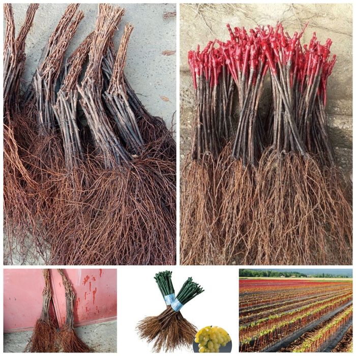 Vând butași viță de vie altoită și hibrid