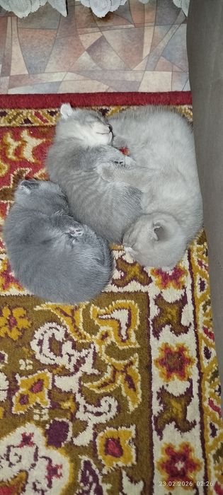 Вислоухие котята