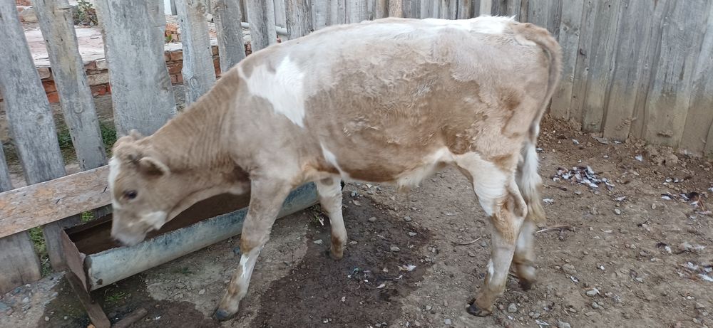 Продам телят (девочка) (мальчик)