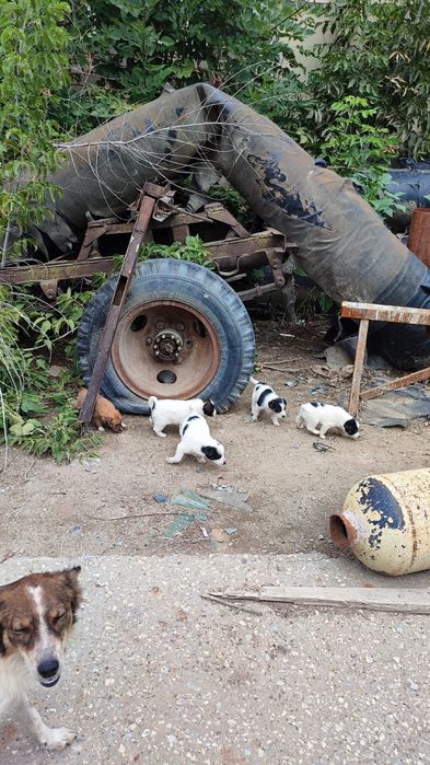 Отдам в добрые и хорошие руки