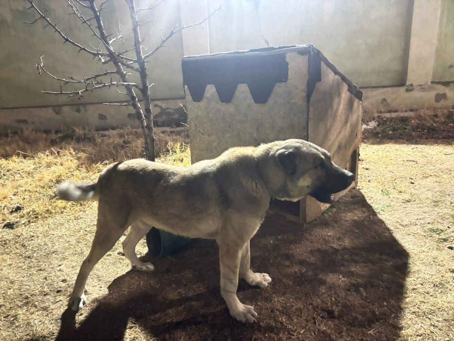 Алабай
Чат с Gemini
Ваш зап