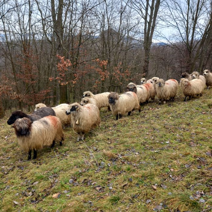 De vânzare oi cu miei!