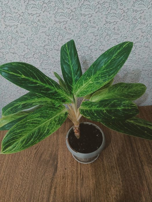 Комнатное растение