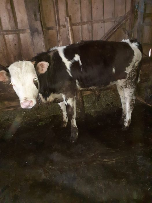 Taurasi de vanzare . Pentru mai multe detali în privat