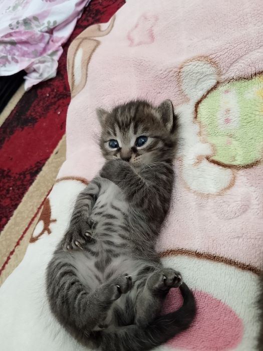 Отдам дарим милых котят в заботливых рукам