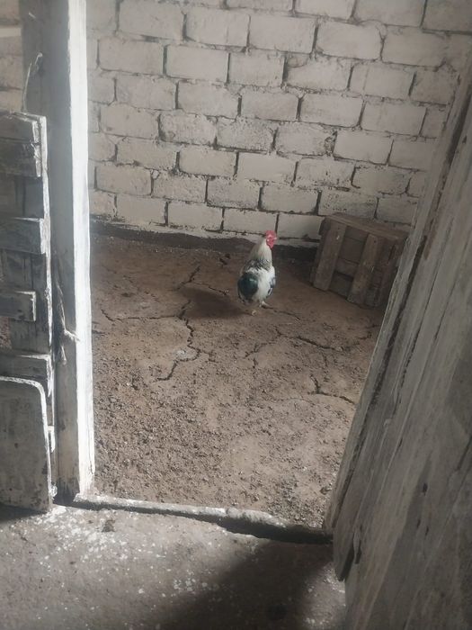 Атеш 2шт Сатылады